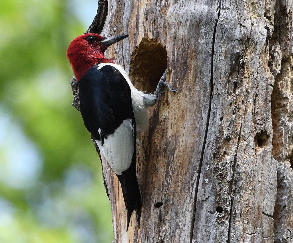 red crested woodpecker