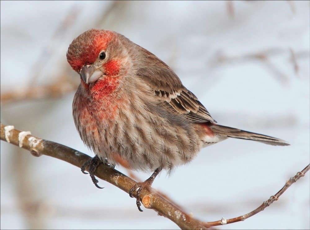 red house finch