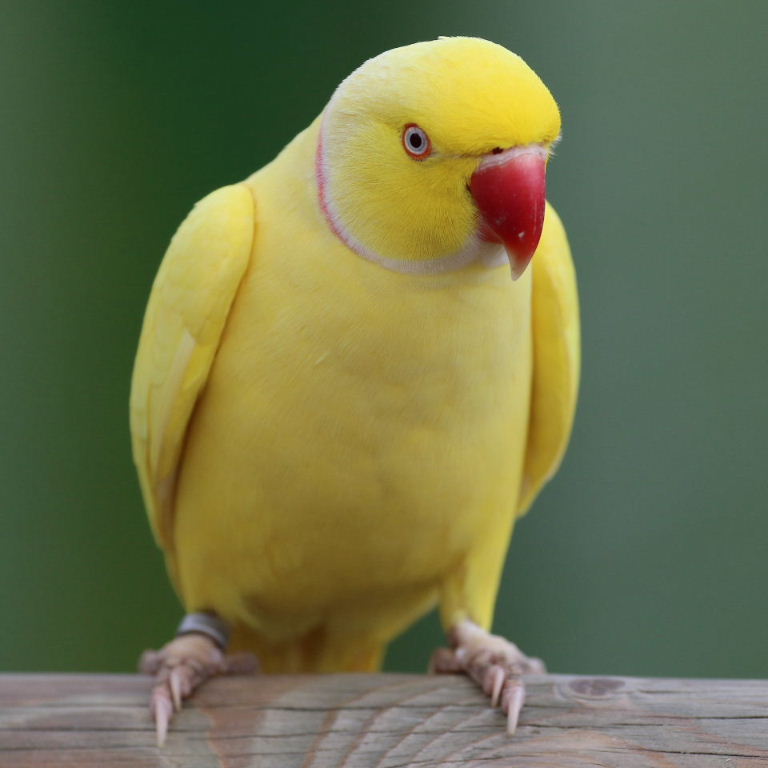 pink ringneck parrot