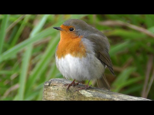 Overview of the National Bird of England