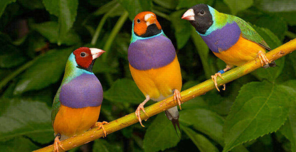 The Kaleidoscope of Rainbow Colored Birds