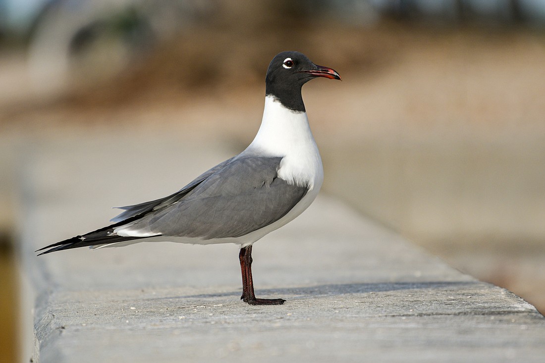the laughing gull