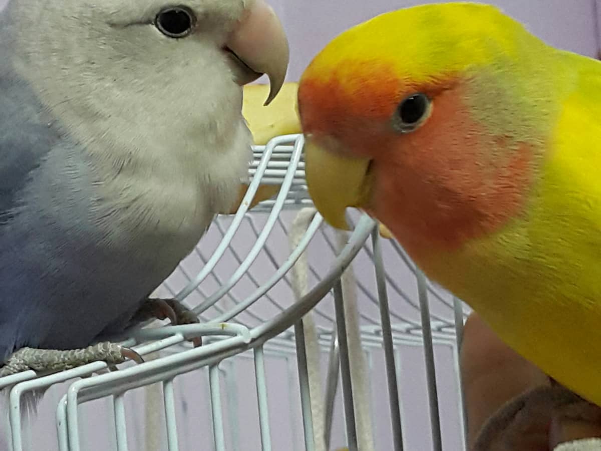 love birds mating