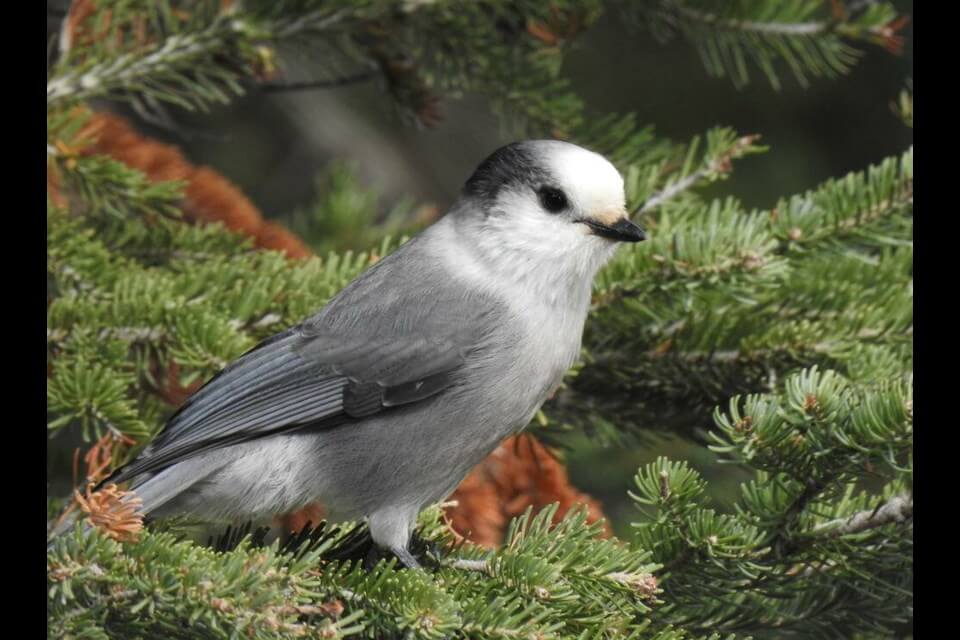 Criticisms and Support for the Gray Jay as National Bird