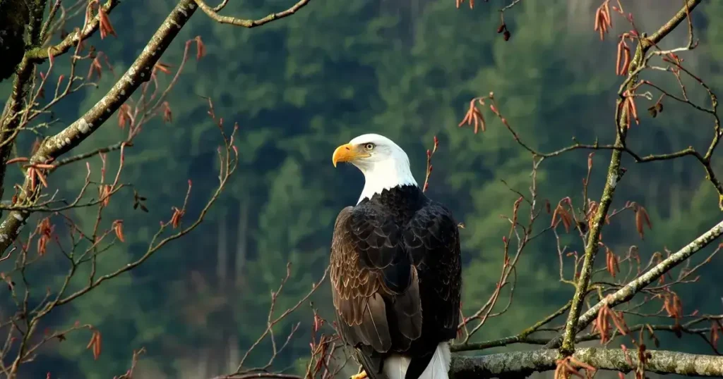 The Enduring Legacy of the USA National Bird