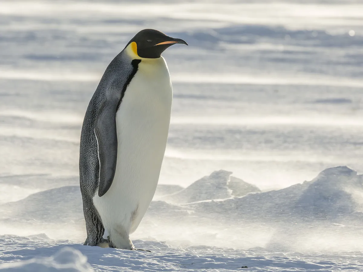 emperor penguin habitat