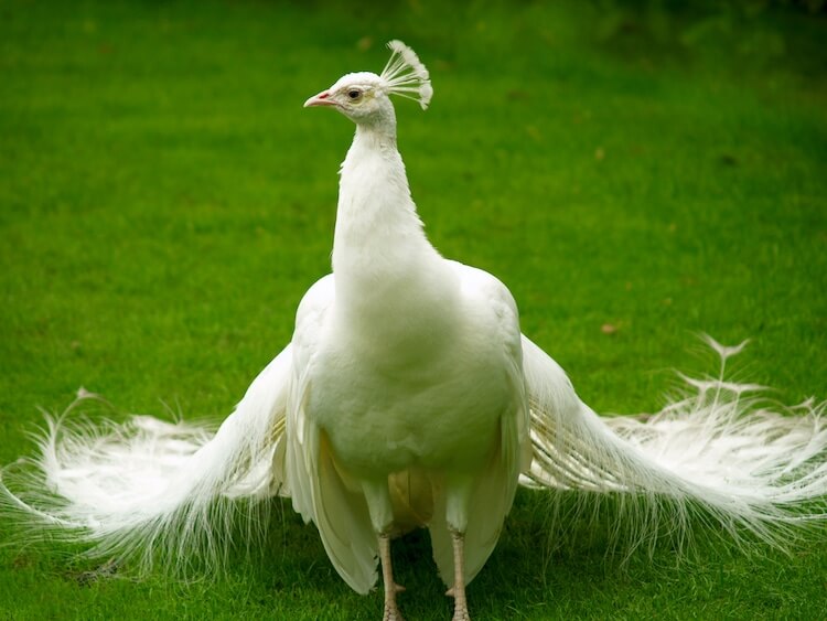 The Rarity of White Peacocks