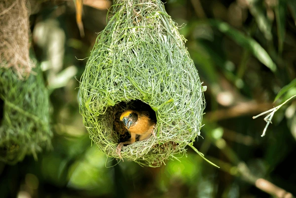 Cultivation and Characteristics bird nest 