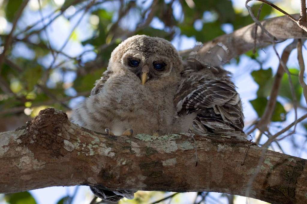 Barn Owl Florida