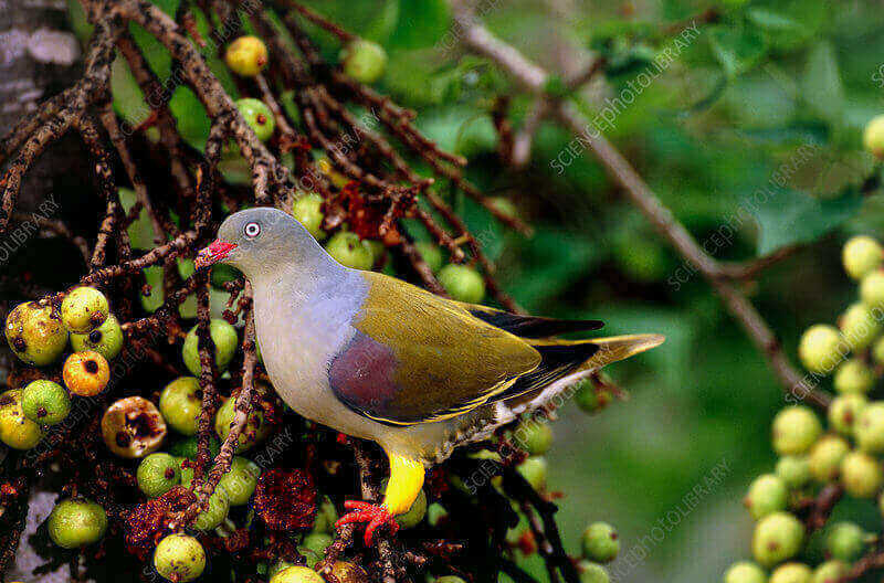 Scientific Insights into African Green Pigeons