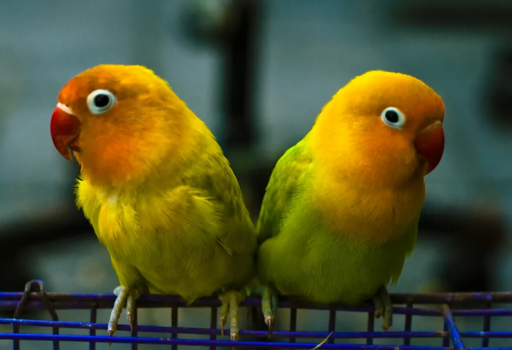 Lovebirds' Aggressive Nature