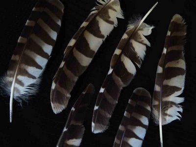 Tips and Tricks for Effective Feather Identification