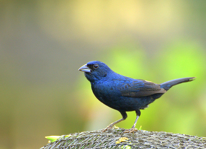 small black and blue bird