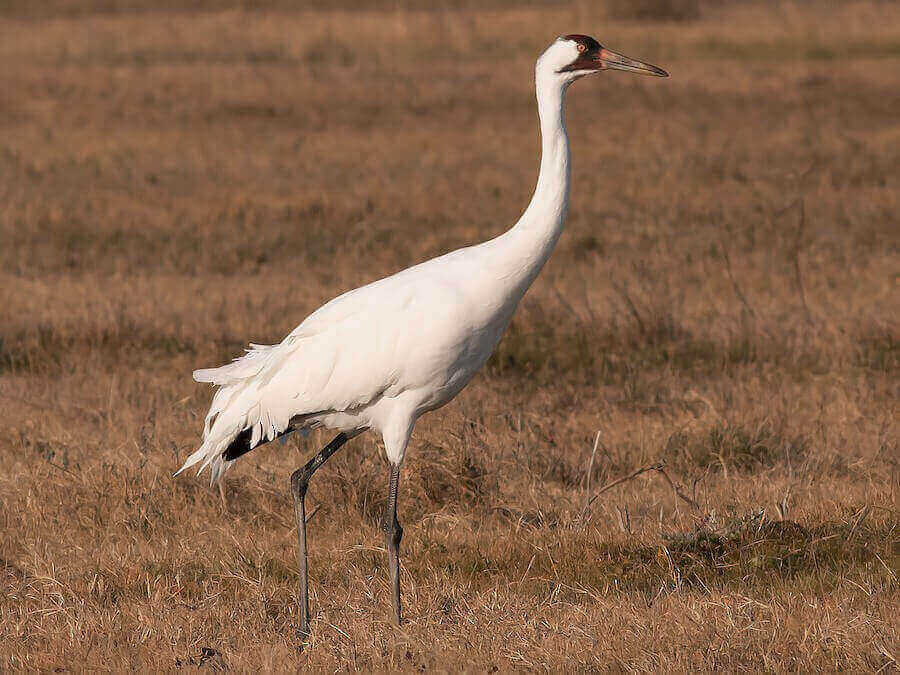 Significance of Whooping Cranes