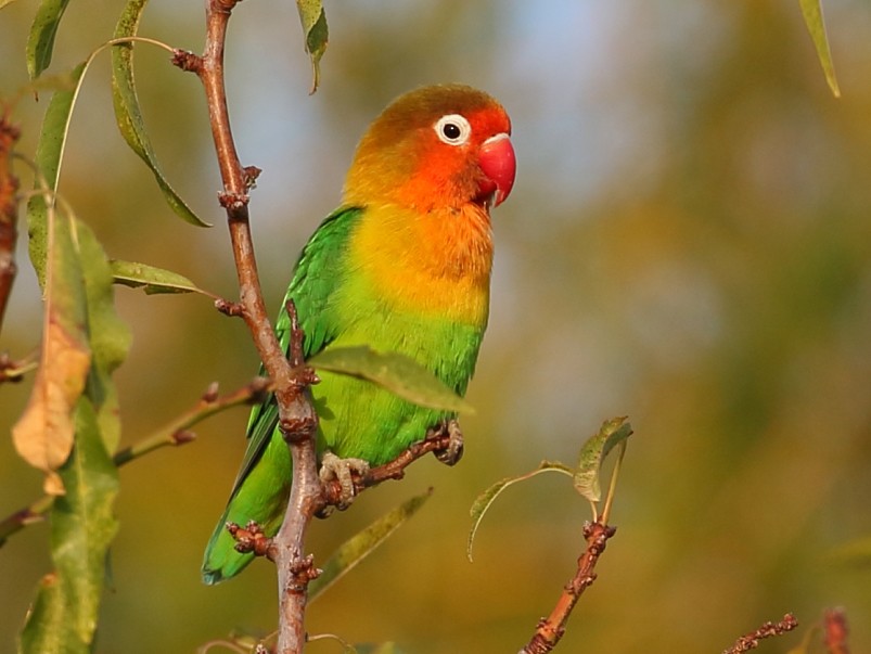 Lovebird Parrot?