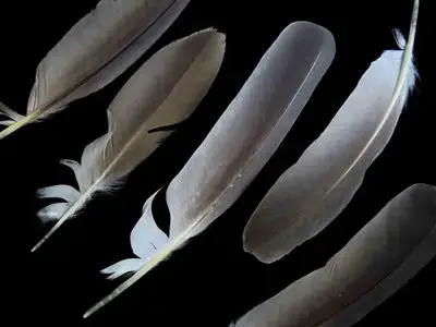 feather identifier