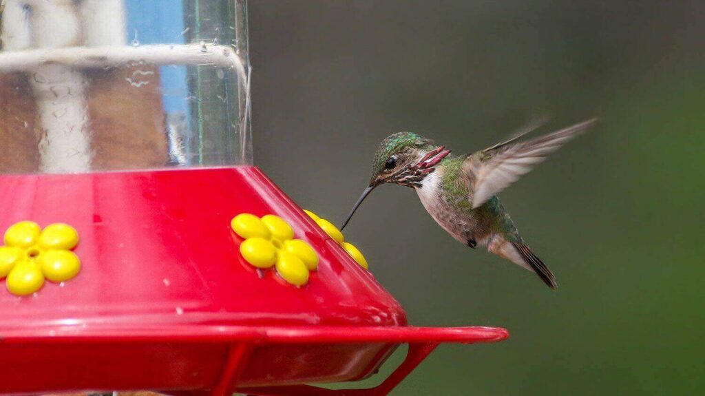 The Basics of Hummingbird Food