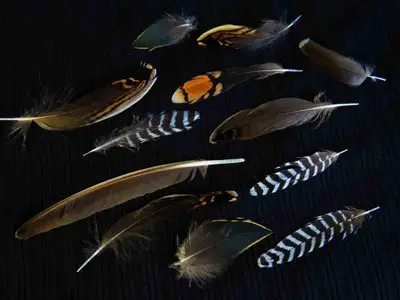 Bird Feather Identification Guide by Waking Up Wild