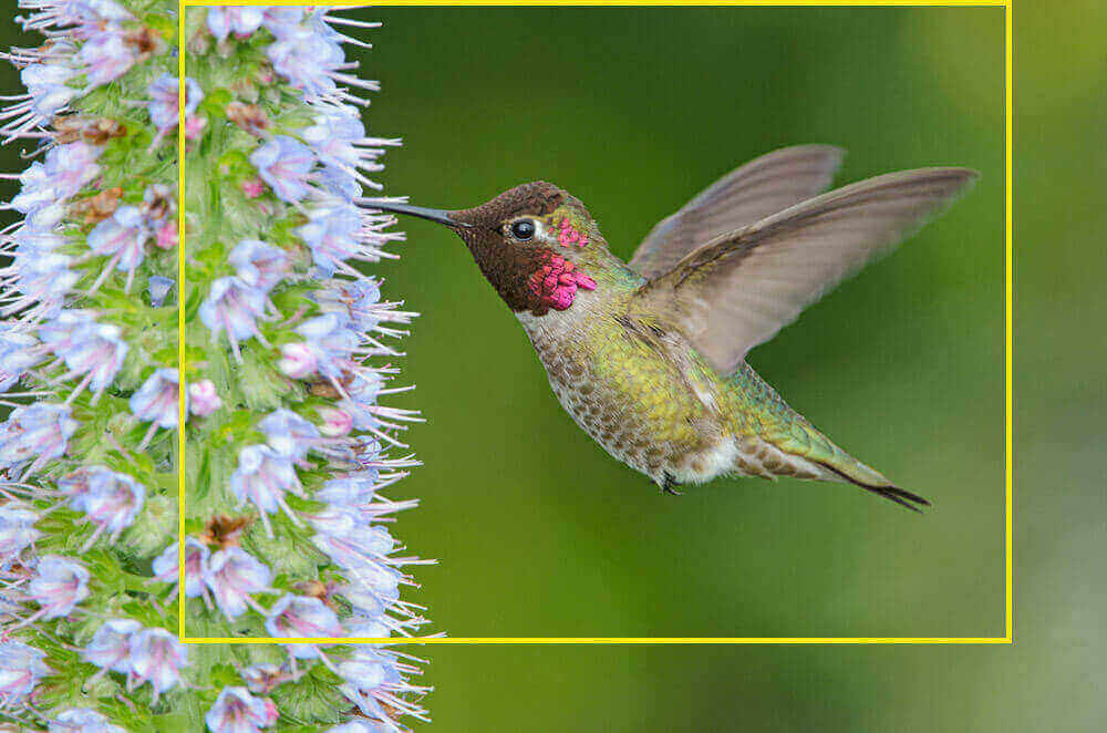 The Controversy Surrounding Hummingbird Speed Limits