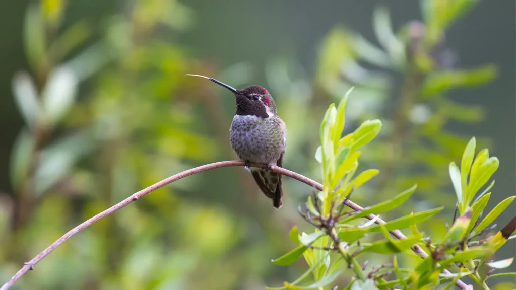 Mastering the Art of Hummingbird 