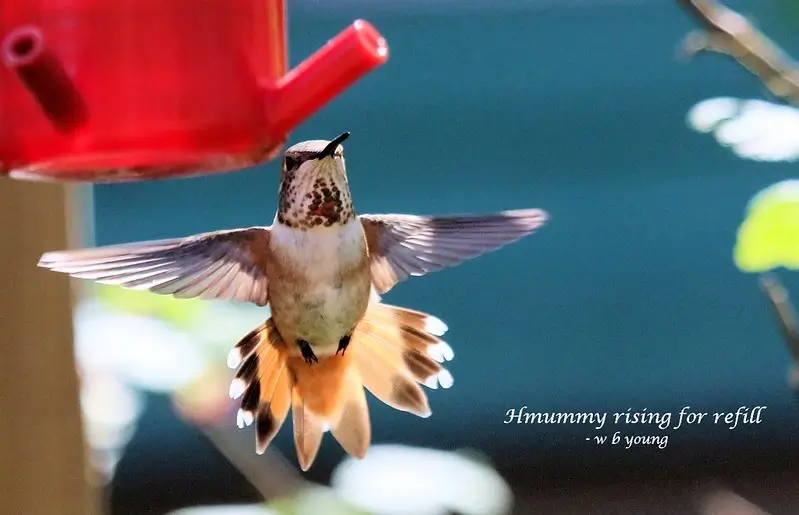 How Hummingbirds Evolved to Fly Backwards
