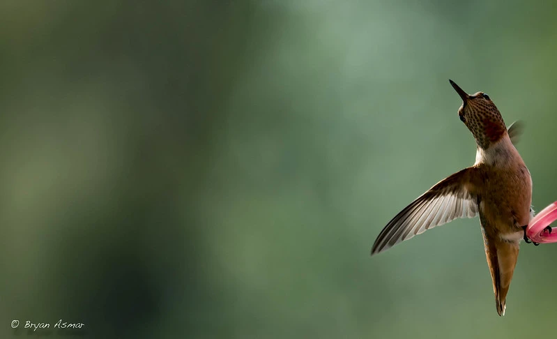 How Hummingbirds Evolved to Fly Backwards