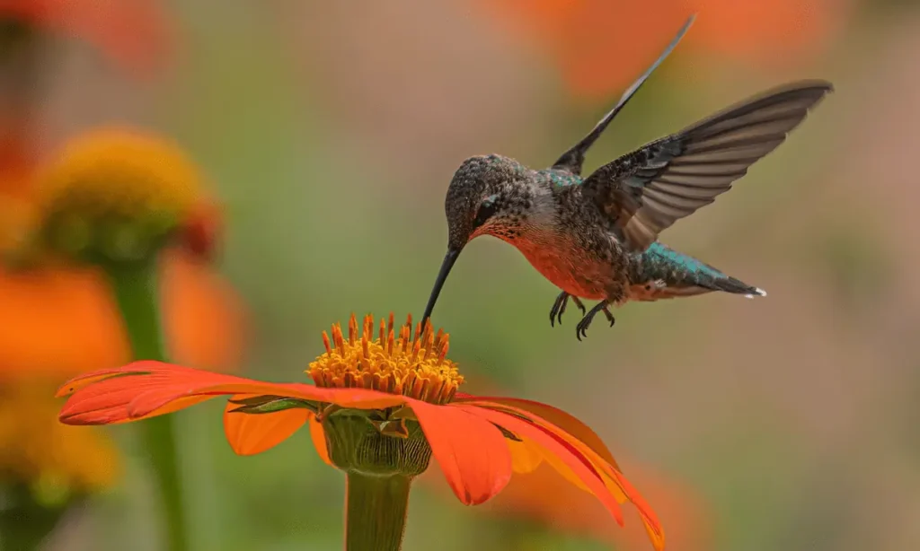 Unveiling Hummingbird Speed: A Closer Look