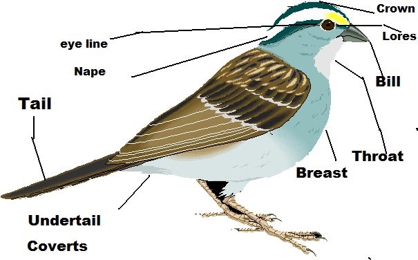 anatomy of a sparrow