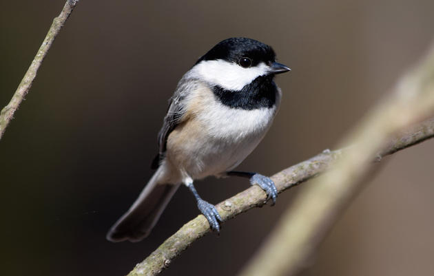 audubon bird identification