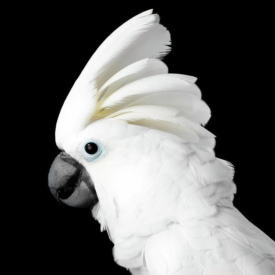 alba cockatoo