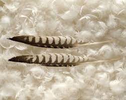 Educational Content on Different Feather Types
