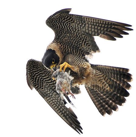 Peregrine Falcon: Beyond Speed