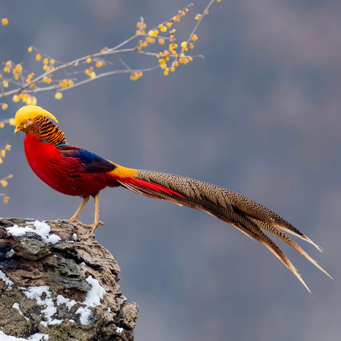 unusual birds of the world