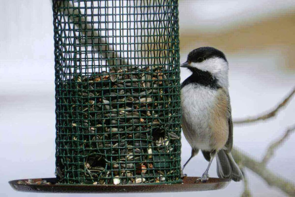 Building DIY Bird Sanctuaries