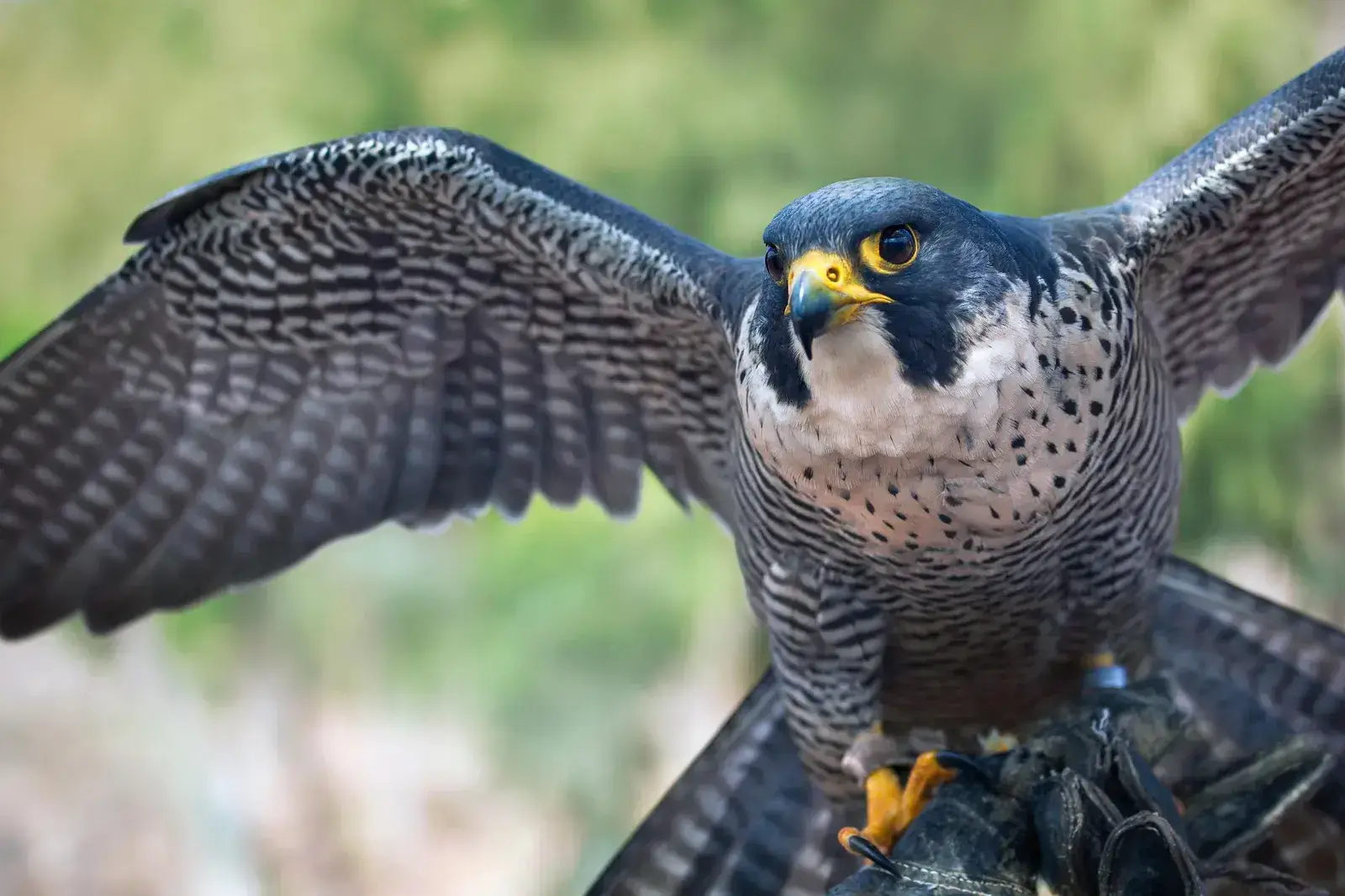 peregrine falcon fastest animal