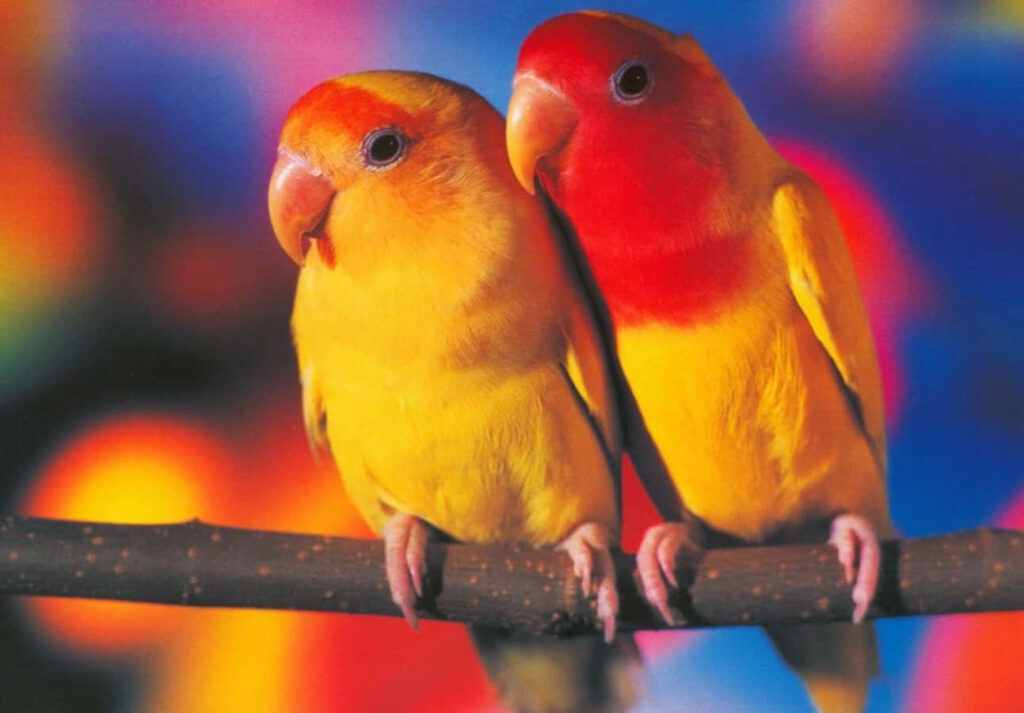 Love Birds Mating