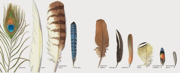 Understanding the Need for Feather Identifier