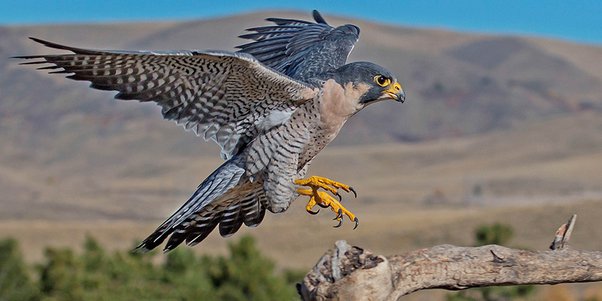 Overview of the Peregrine Falcon's Reputation