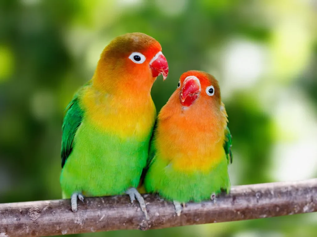 Lovebirds' Vocalization Behavior