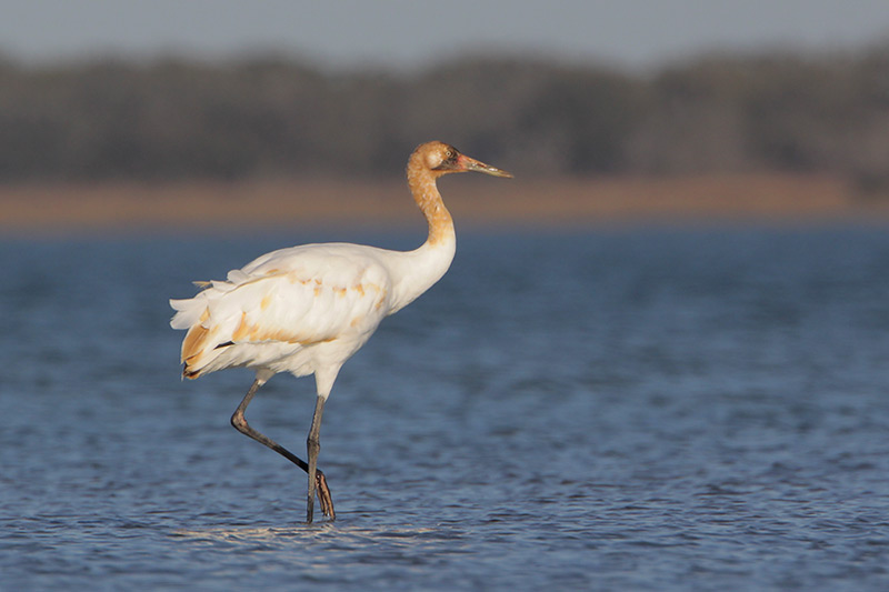 fun facts about whooping cranes